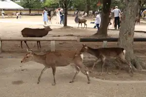 2025-10-00 Kyoto, Japan - Kyoto (13).webp